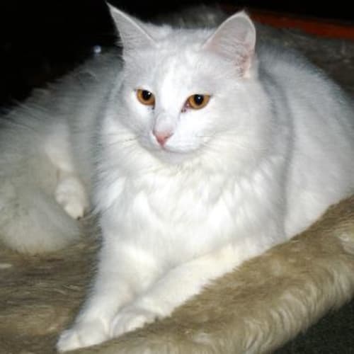 Jackson