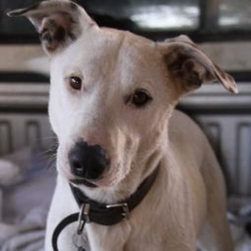 No photo for **Adoption Pending** Ablett