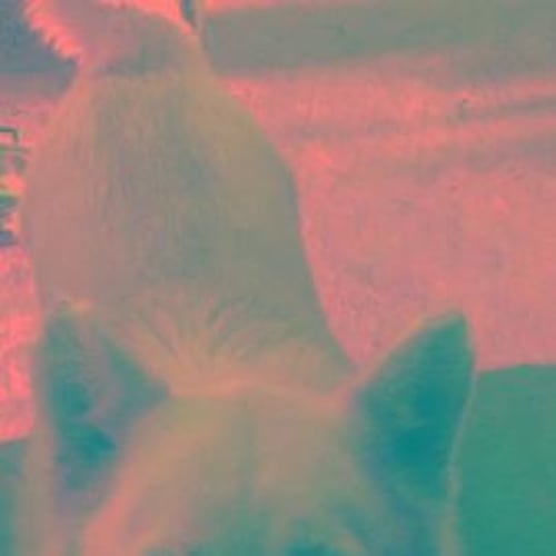 No photo for Meisha