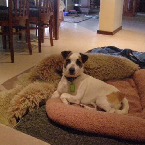 No photo for **Adoption Pending**Charlie