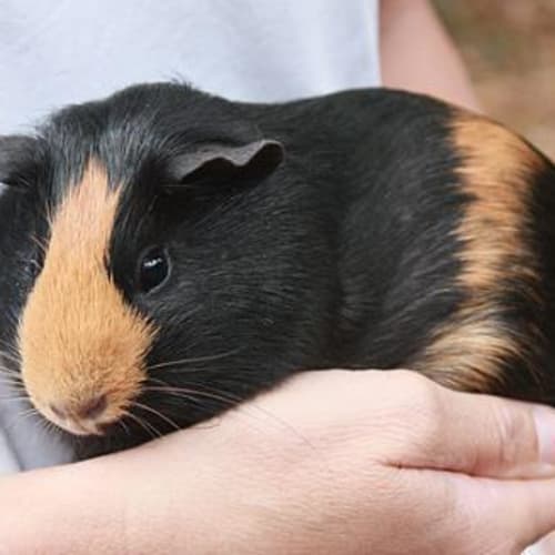 No photo for Marmalade