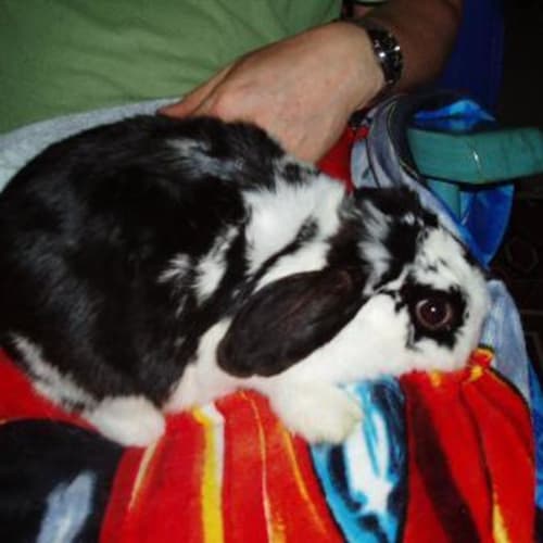 No photo for Betty   I Need A Home