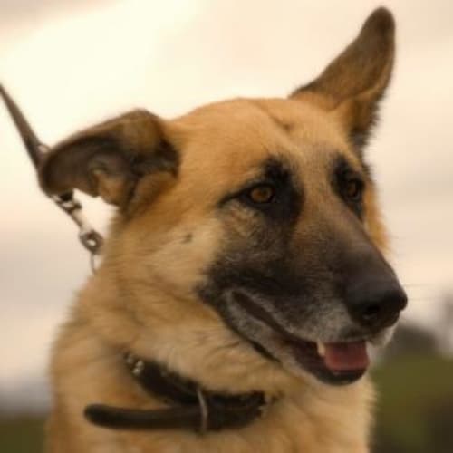 No photo for Xena (On Trial)