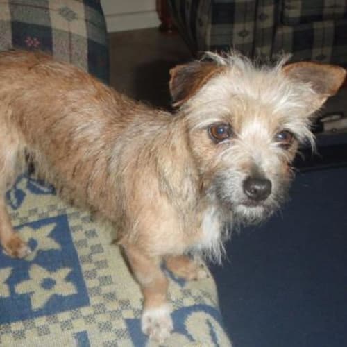 Mitzy Adopted