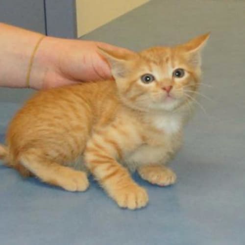 Ranga