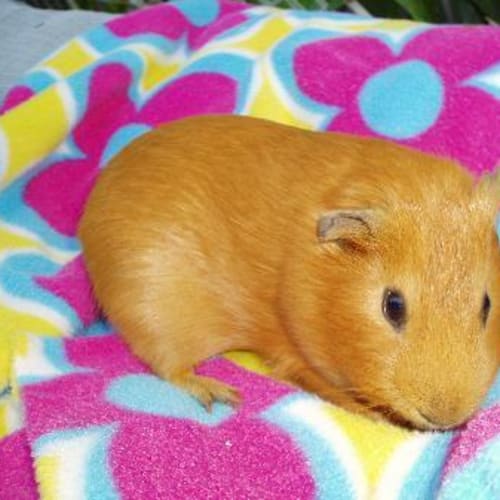 No photo for Ginger