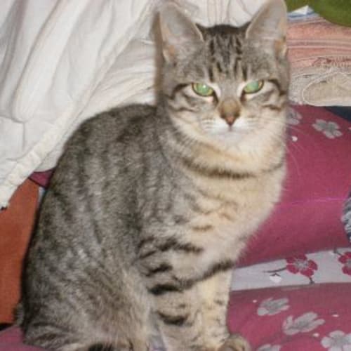 No photo for ** Freyda