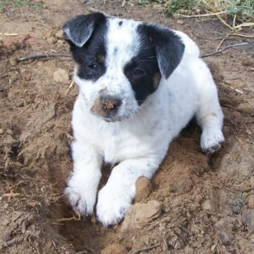 Folly Adopted