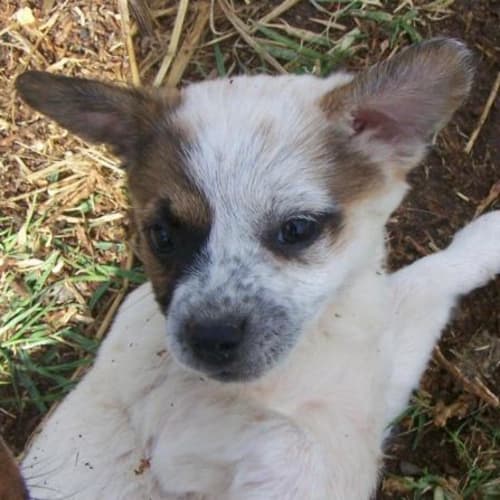 Flower Adopted