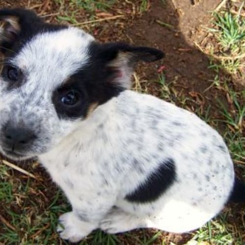 Fallon Adopted