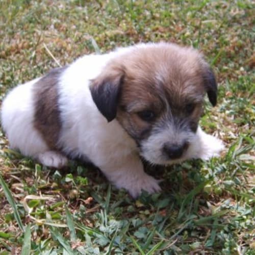 No photo for Dale Adopted