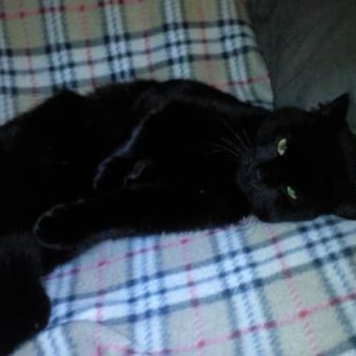 No photo for ** Adoption Pending** Oscar
