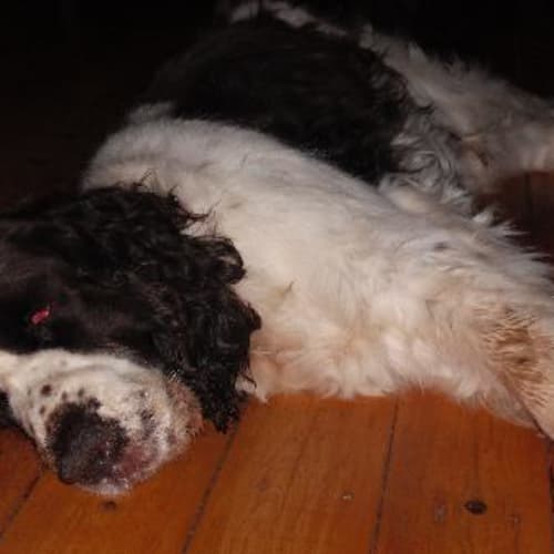 No photo for Toby