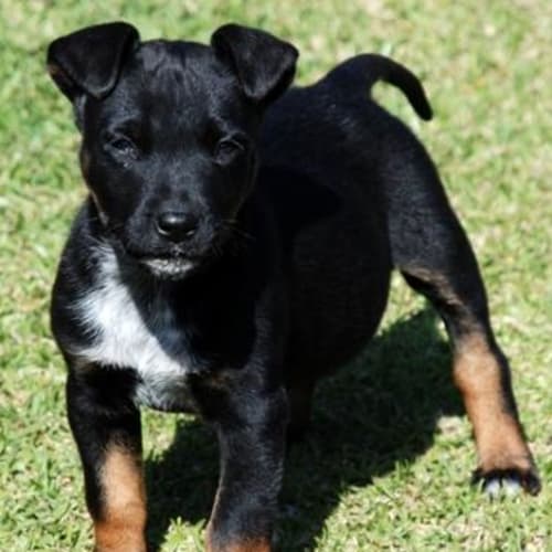 No photo for **Adoption Pending** Shadow