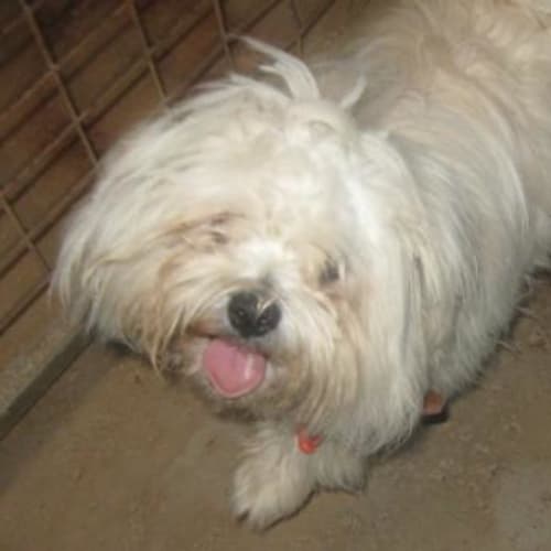 No photo for Cuddles **Now Adopted**