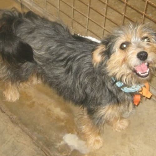 No photo for Sunny **Now Adopted**