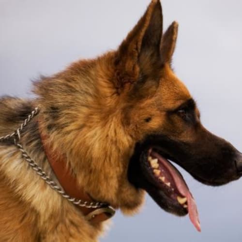 No photo for Major (On Trial)
