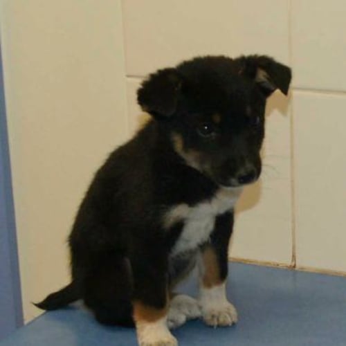 Nikita