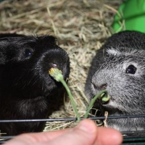 No photo for Agent Speckles And Agent Blaster!