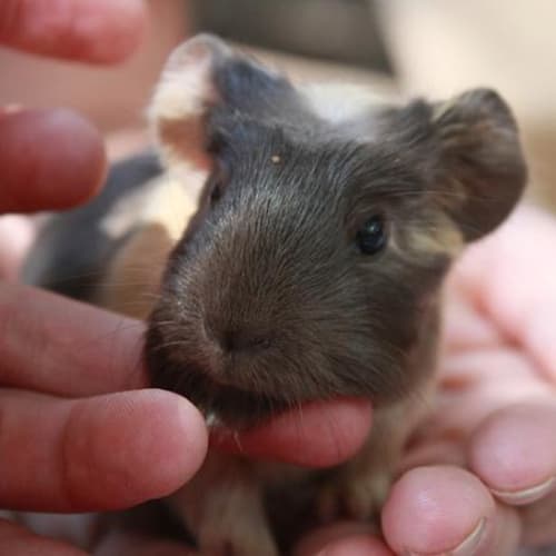 No photo for Benjamin Button