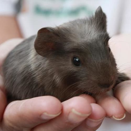 No photo for Bartholomew