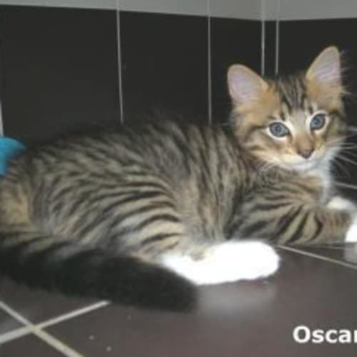 No photo for Oscar