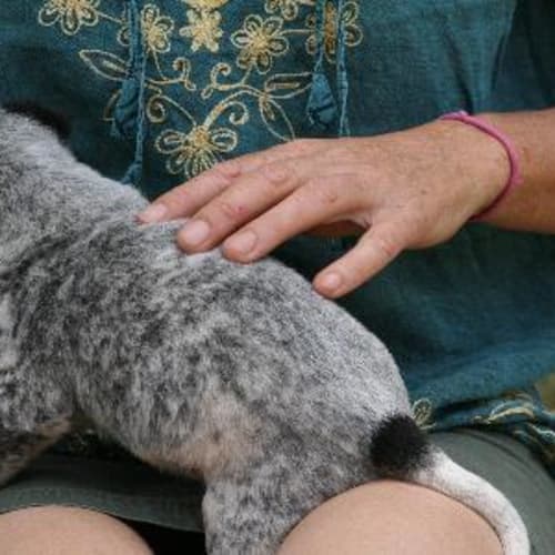 No photo for Lauz Adoption Pending