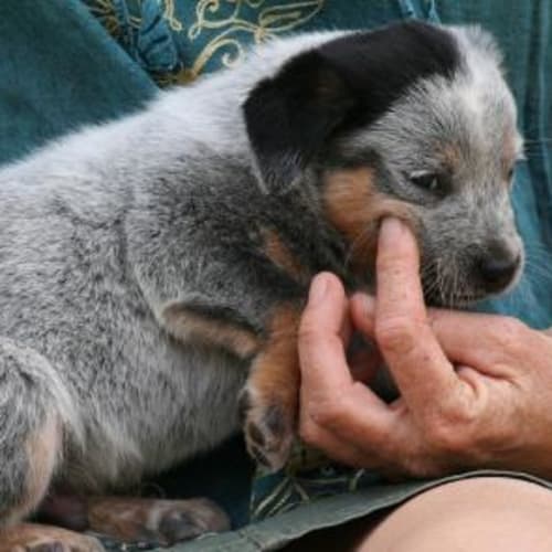 No photo for Levi Adoption Pending