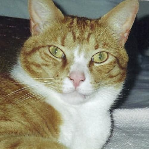 No photo for Rusty