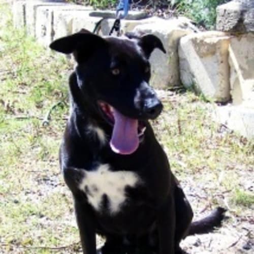 No photo for Satchel