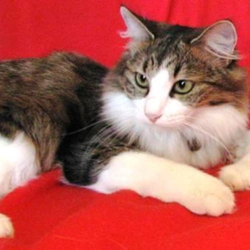 No photo for Willow *Adopted* (D1264) (Alias Scruffy)