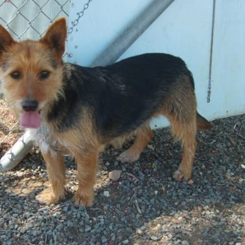 Jimmy (Adopted)