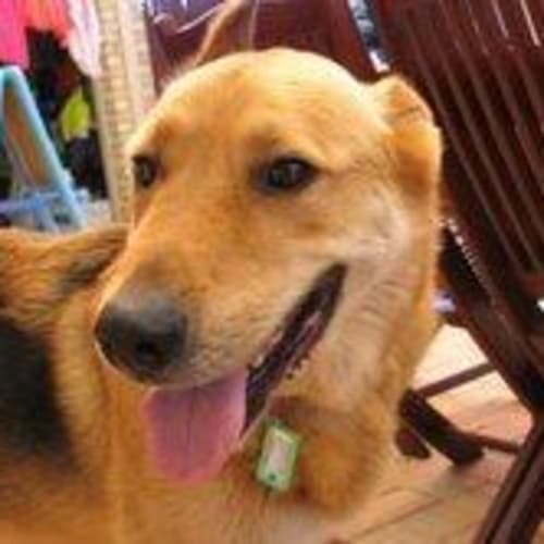 No photo for **Adoption Pending** Holden