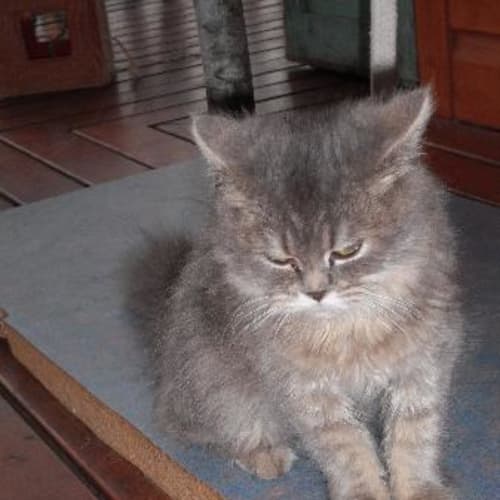No photo for Prudence