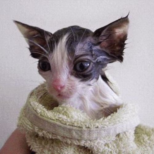 No photo for Cute Loving Kittens