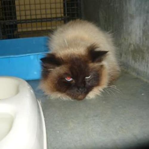 No photo for Imp # K47635