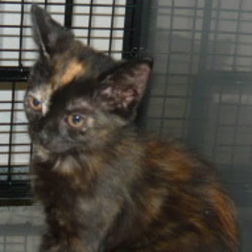 No photo for Imp # K47600