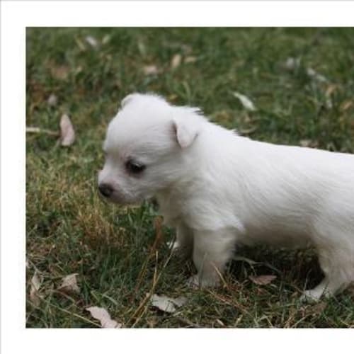 No photo for Whiskey   I'm On Trial In My New Home