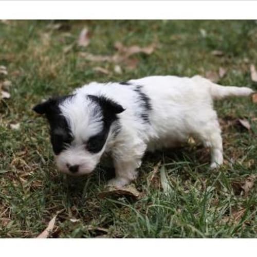 No photo for Ginny   Im On Trial In A New Home