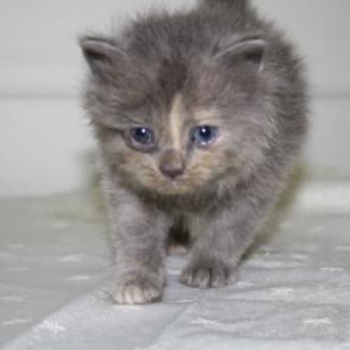 No photo for Ameilia "On Hold Has A Home"