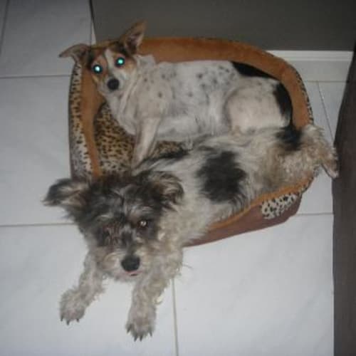 No photo for Sparkles