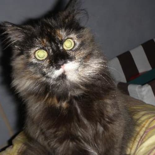 No photo for Shiraz "Urgent Home Required"