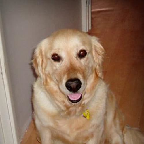 No photo for Abbey Rose