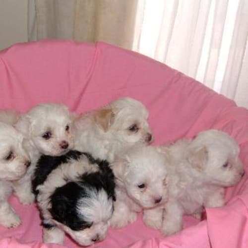 No photo for Puppies In Basket. 1female &1male Left