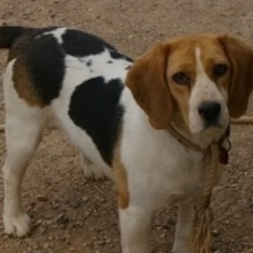 No photo for Pips (On Trial)