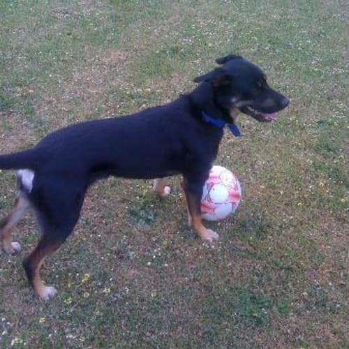 No photo for ** Addoption Pending ** Jack