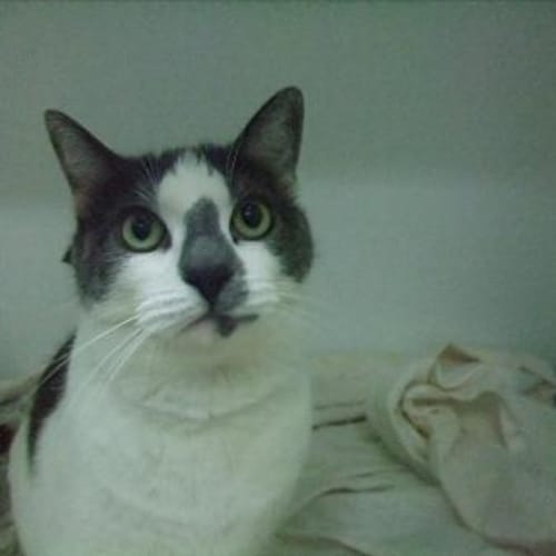 No photo for "Chloe" C4529