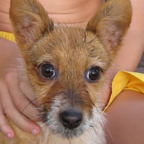 No photo for Shadow (On Hold)