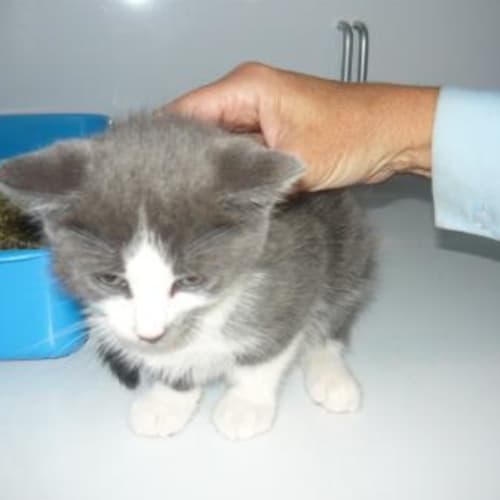 No photo for Imp # K47662