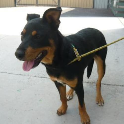 No photo for Imp # K47695